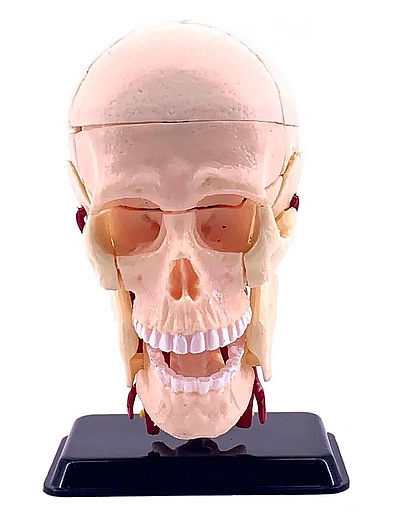 Набор Анатомический (голова 9 см) EDU-TOYS - 0664529280406 - Фото 1