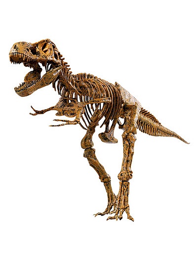 Набор скелет динозавра, 91см EDU-TOYS - 0664529280376 - Фото 1
