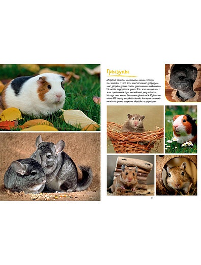 Моя большая книга о животных АЗБУКА АТТИКУС - 9004529080575 - Фото 4
