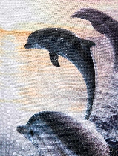 Легинсы с принтом "Море и дельфины" MOLO - 1151709870513 - Фото 2