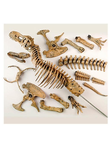 Набор скелет динозавра, 91см EDU-TOYS - 0664529280376 - Фото 2